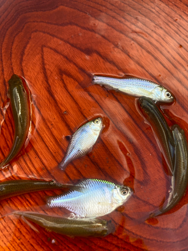 タイリクバラタナゴの釣果