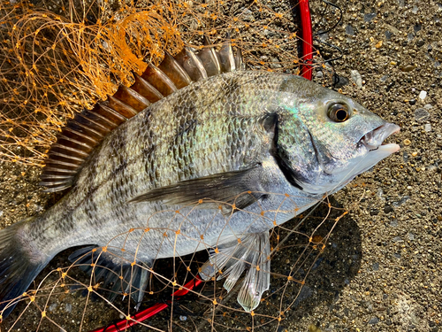 クロダイの釣果