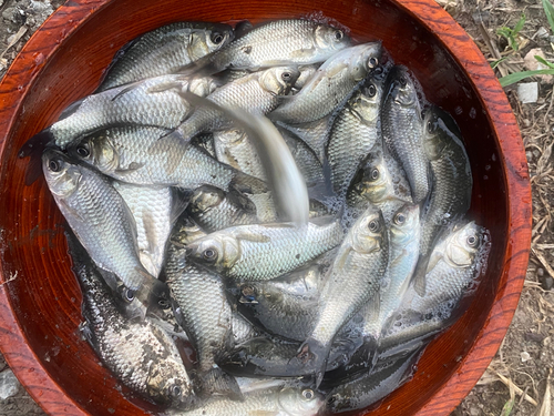 マブナの釣果