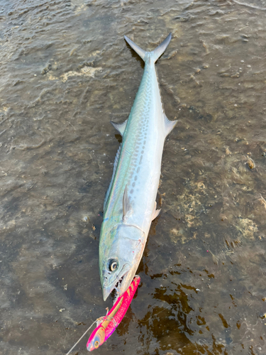 サゴシの釣果