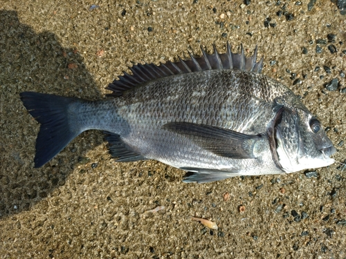 クロダイの釣果