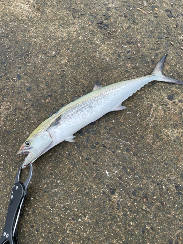 サゴシの釣果