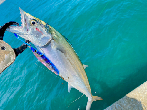 サゴシの釣果