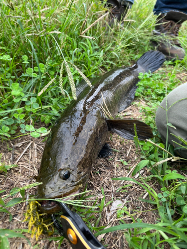 ライギョの釣果