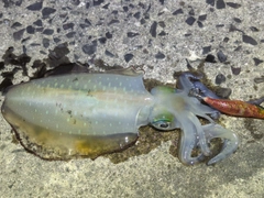 アオリイカの釣果