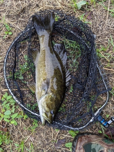 スモールマウスバスの釣果