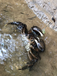 カニの釣果