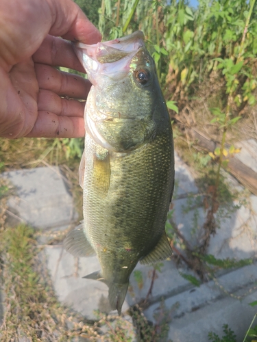 ブラックバスの釣果