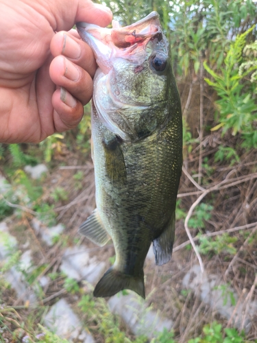 ブラックバスの釣果