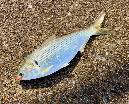 コノシロの釣果