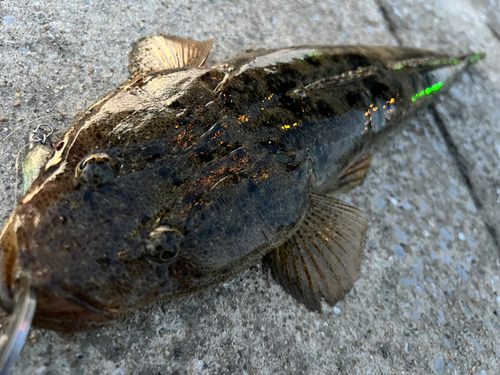 マゴチの釣果