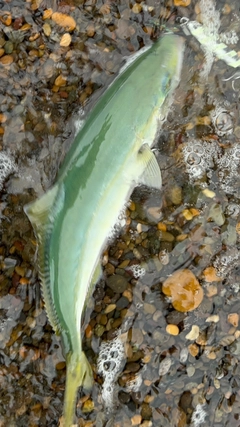 ワカシの釣果