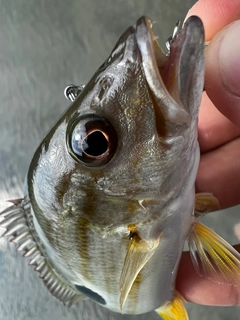 イッテンフエダイの釣果