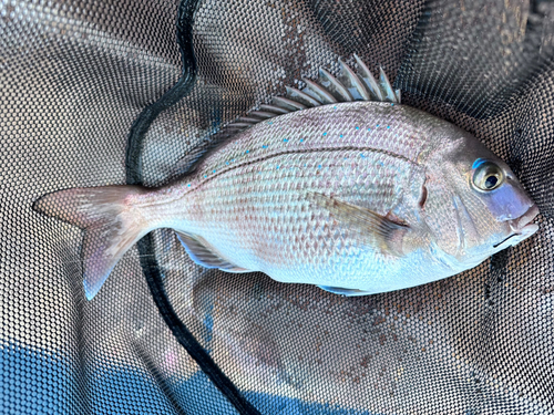 チャリコの釣果