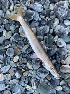 アカカマスの釣果