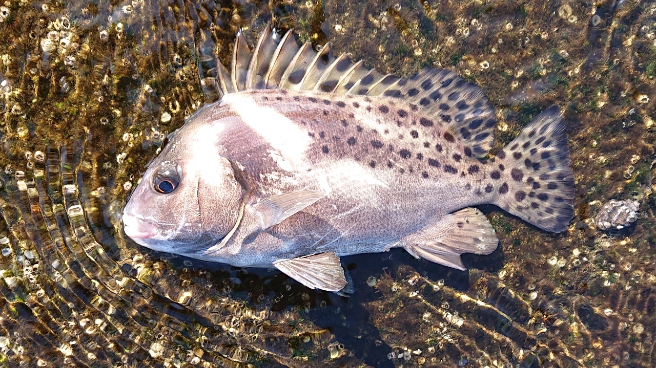 コショウダイ