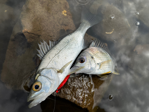 ヒラスズキの釣果