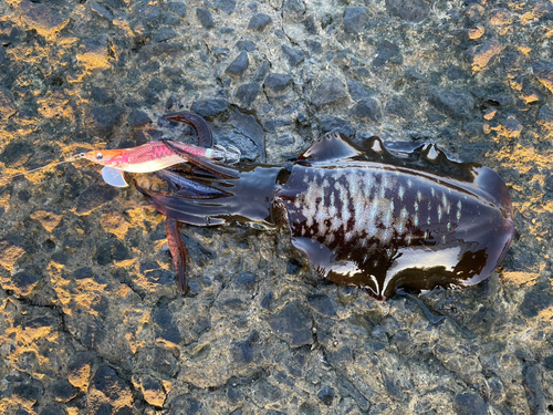 アオリイカの釣果