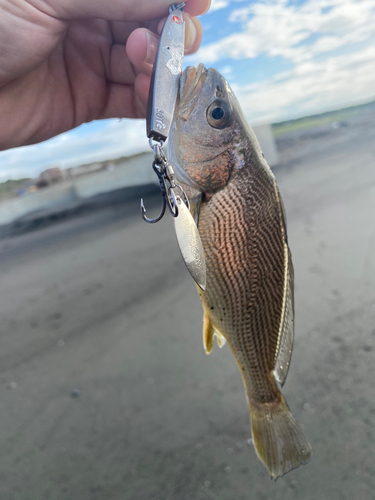 ニベの釣果