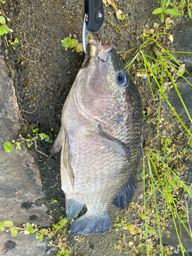 ティラピアの釣果