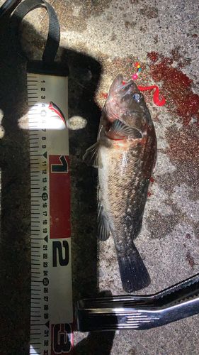 クロソイの釣果