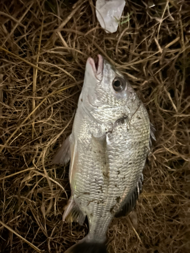 キビレの釣果