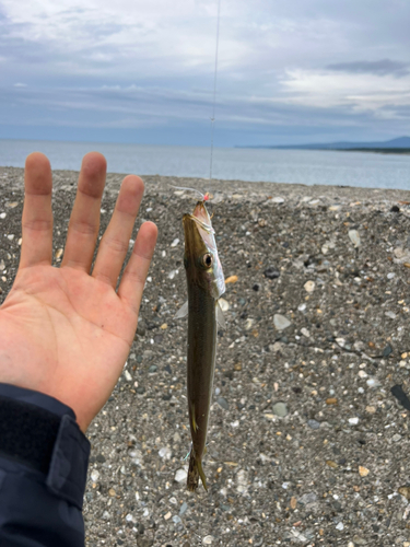 カマスの釣果