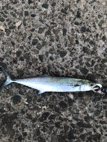 サゴシの釣果