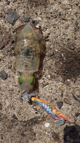 アオリイカの釣果