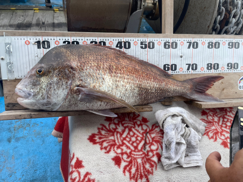 タイの釣果