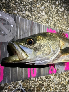 シーバスの釣果