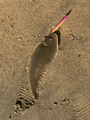 シタビラメの釣果