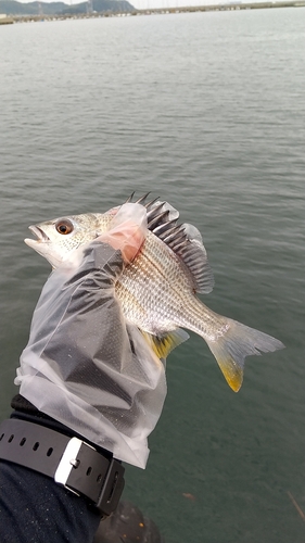 キビレの釣果