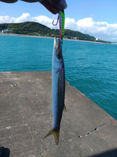 アカカマスの釣果