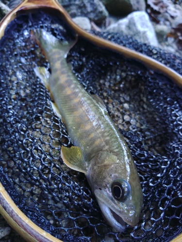 イワナの釣果