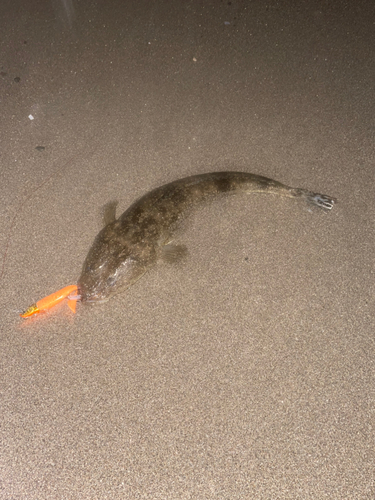 マゴチの釣果