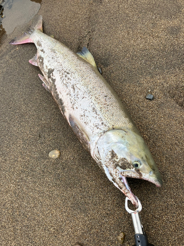 シロザケの釣果