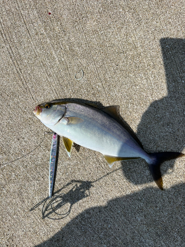 ネリゴの釣果