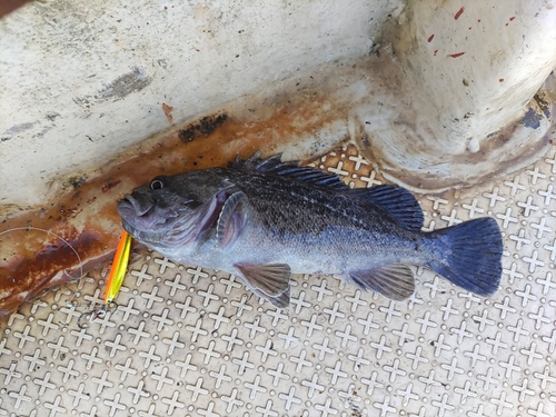 クロソイの釣果