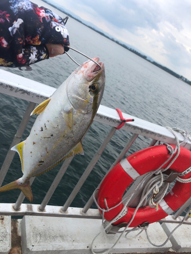 ショッコの釣果