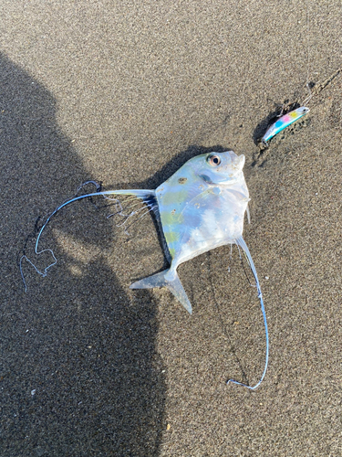 イトヒキアジの釣果