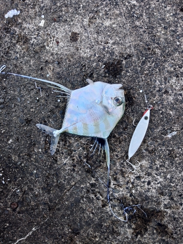 イトヒキアジの釣果