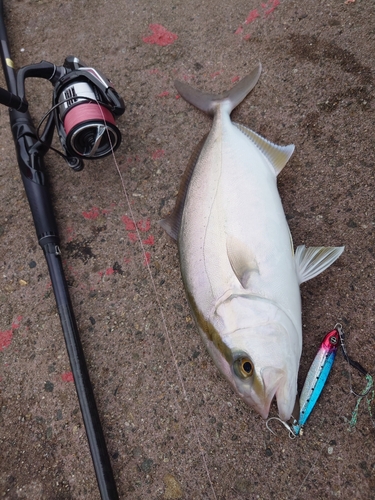 シオの釣果