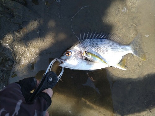 キビレの釣果