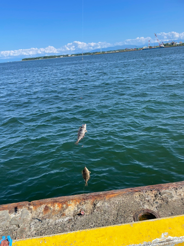 アイゴの釣果