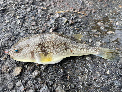 コモンフグの釣果