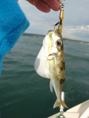 シロサバフグの釣果