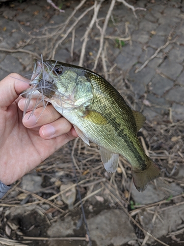 ラージマウスバスの釣果