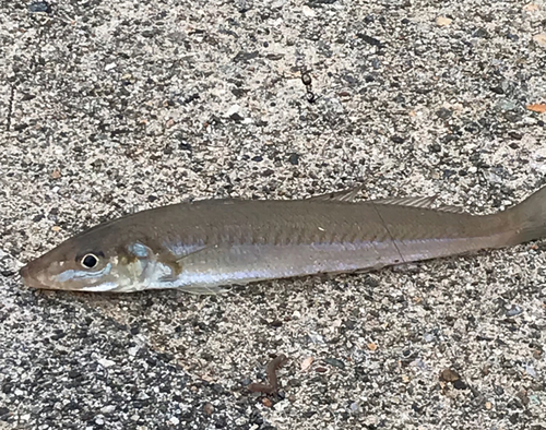 キスの釣果