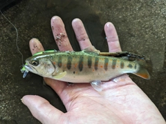 アマゴの釣果